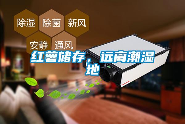 紅薯儲存，遠離潮濕地